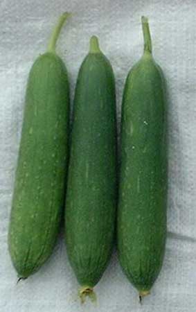 Fresh Sponge Gourd