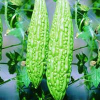 Bitter Gourd